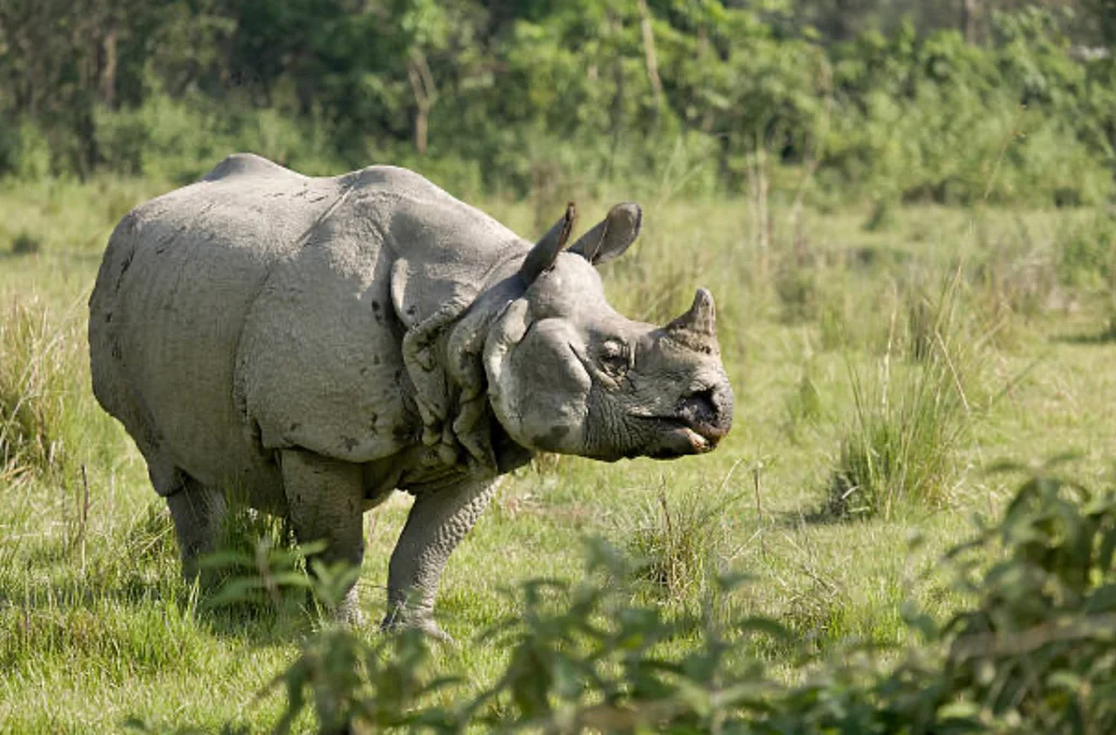 chitwan